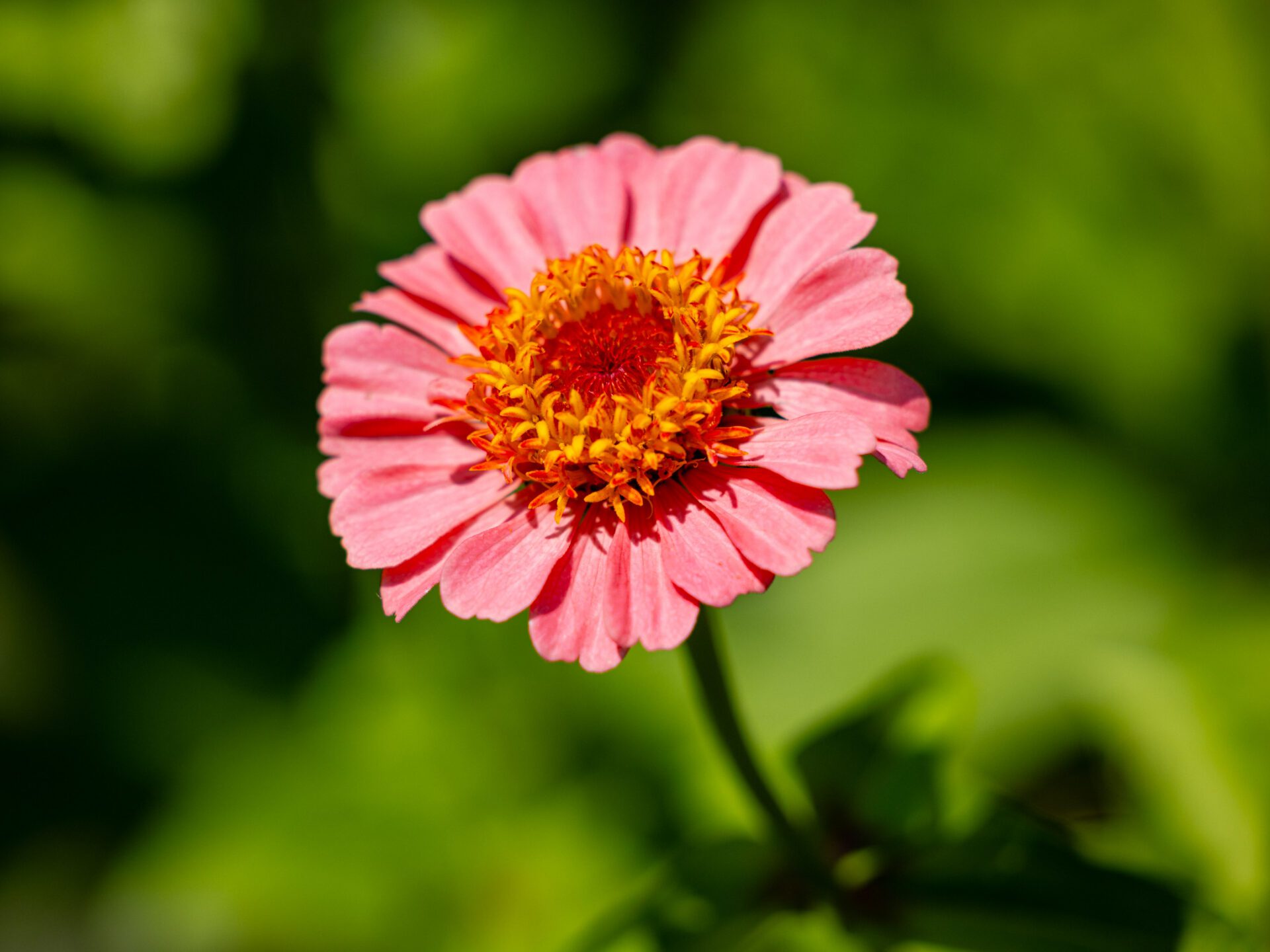 Pink Zinnia