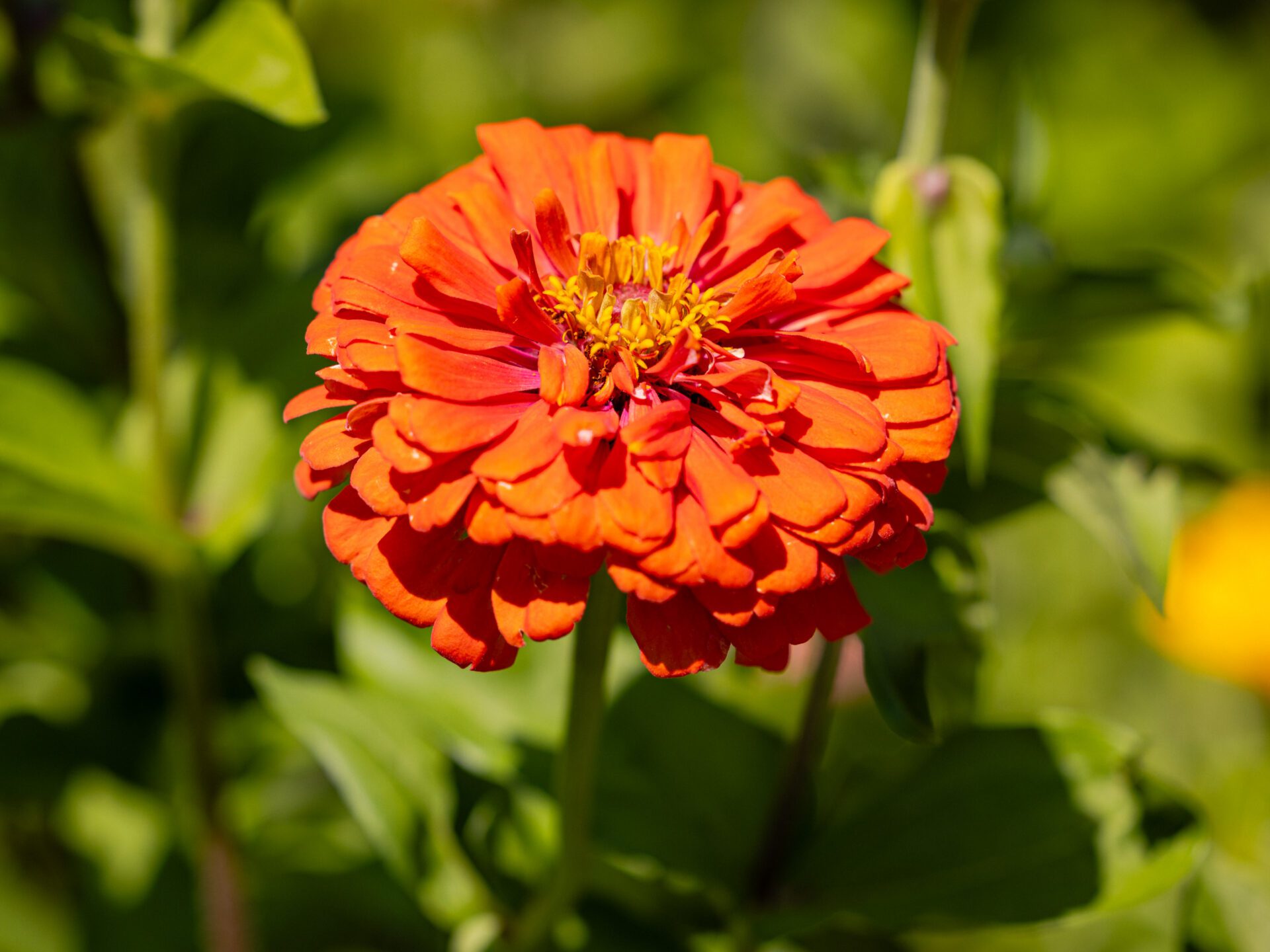 Orange Zinnia